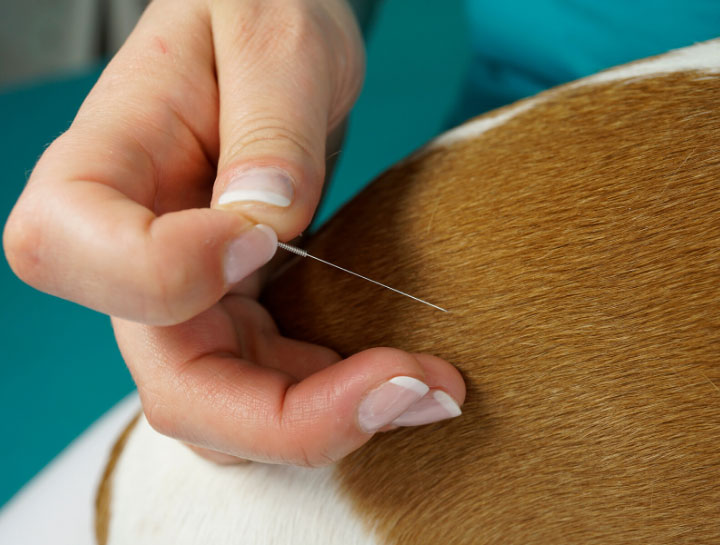 Acupuncture for Pets in $city