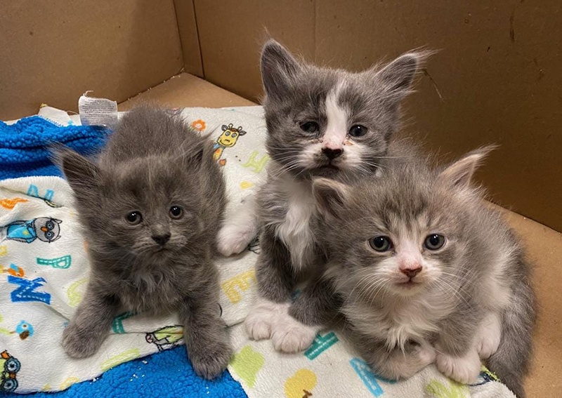 Kittens Veterinary Care, Champlain